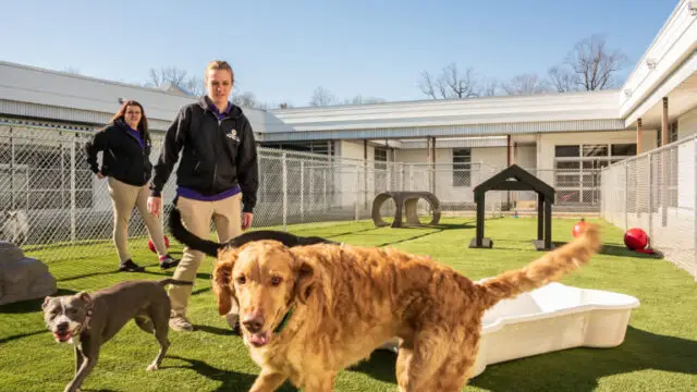 Catalyst-Visuals-Pet-Resort-Photos-7517-768×513