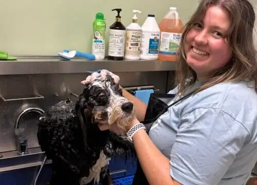 Dog-Grooming-Bath-Dewey-Sarah–scaled-500×500