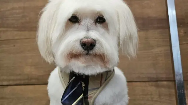 A comfy pet grooming salon