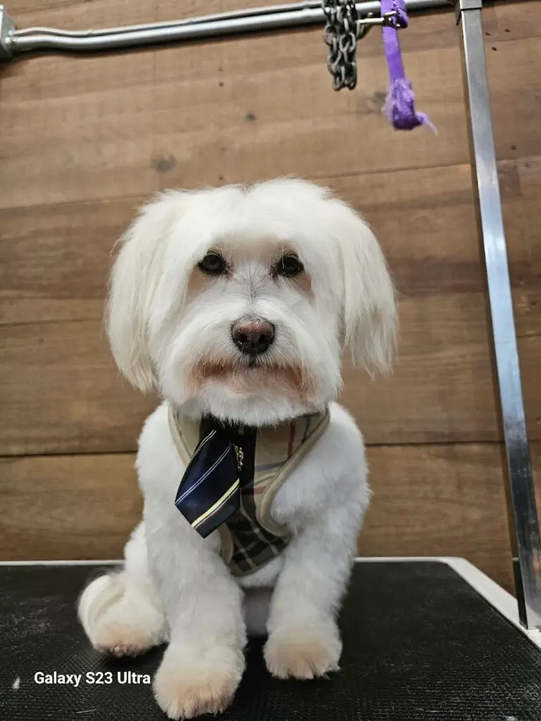A comfy pet grooming salon