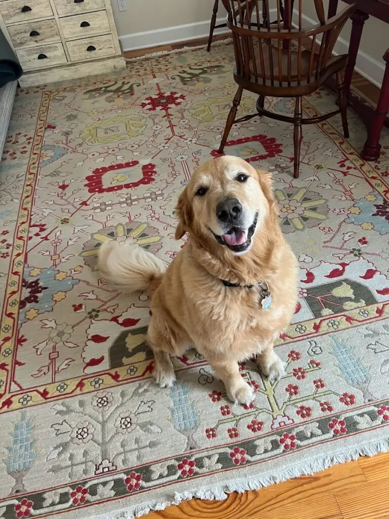 Beach Buddies Pet Sitting & Dog Walking
