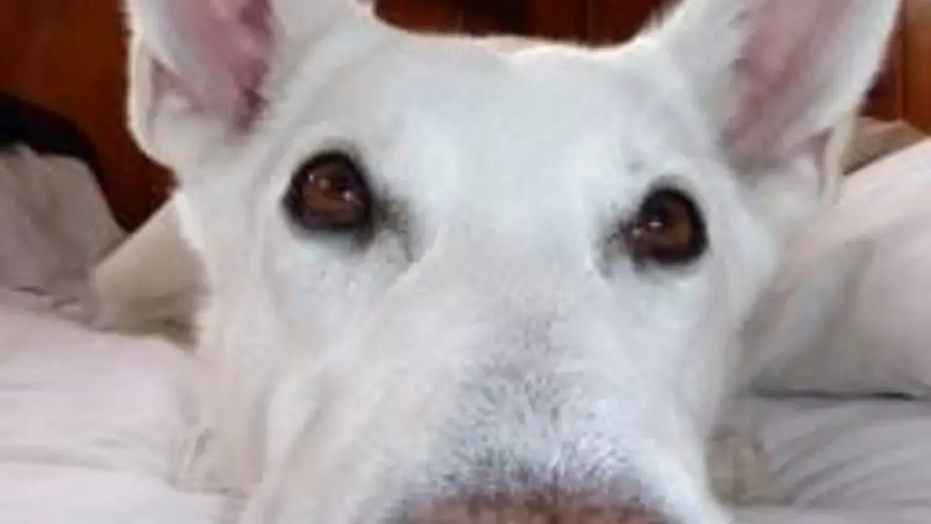 K-10 Dog Training (Because We’re One Better) LLC