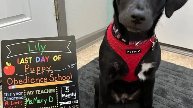 Mary D’s Dog Training