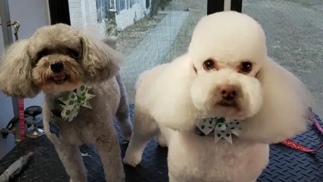 My Doggy’s Mobile Pet Grooming