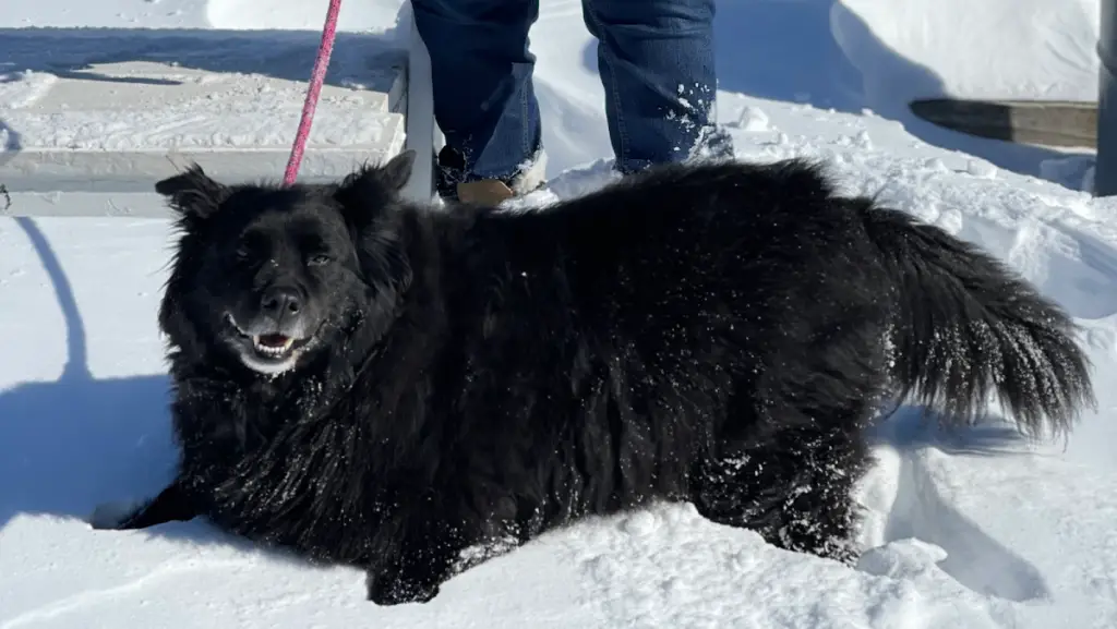 Pepper’s Paws Dog Training, LLC