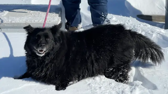 Pepper’s Paws Dog Training, LLC