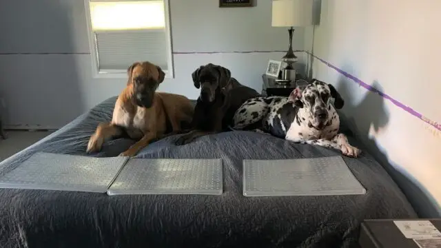 Simply At Home Kennel, INC