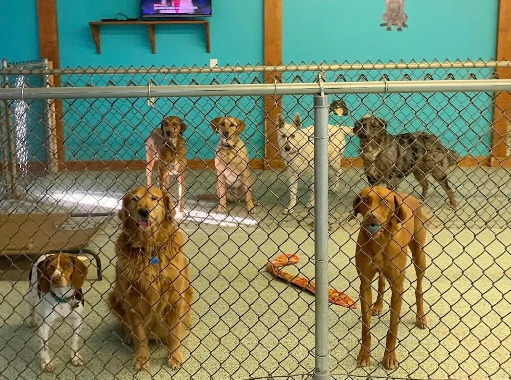 Stay ‘N Play Doggy Daycare