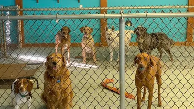 Stay ‘N Play Doggy Daycare