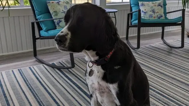 Wizard of Paws II