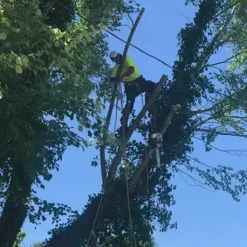 a+tree service