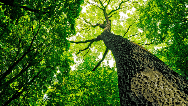 AAA Tree Work
