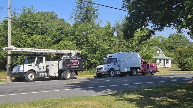 Al’s Affordable Tree Care