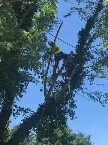 a+tree service