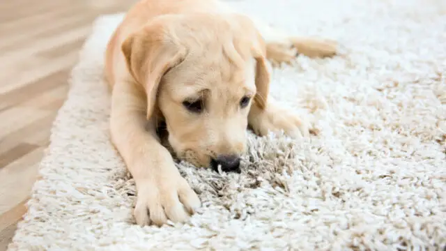 Cute puppy on dirty rug at home