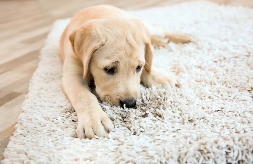 Cute puppy on dirty rug at home