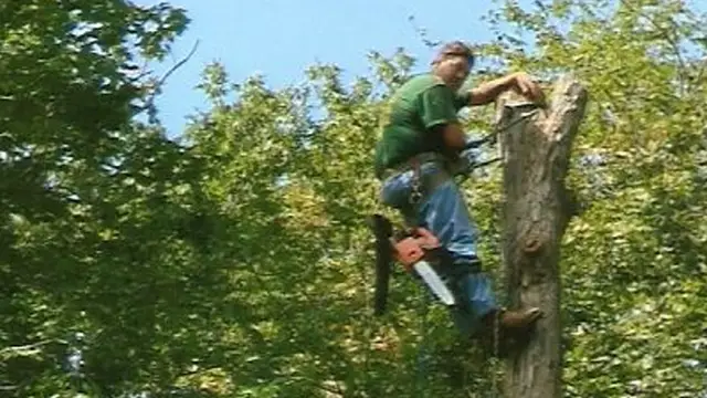 Clark Tree Expert Company