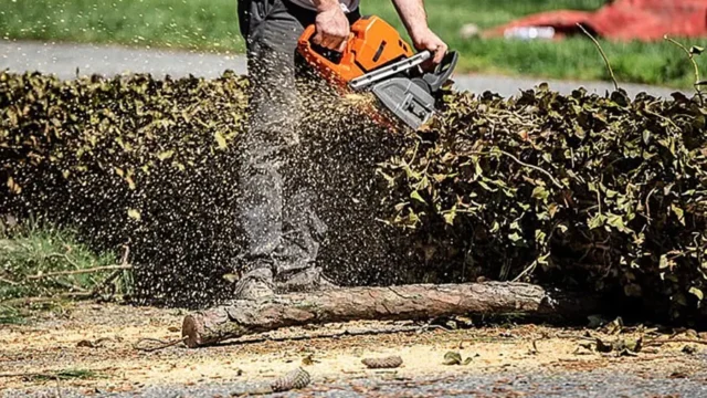 complete tree care 2