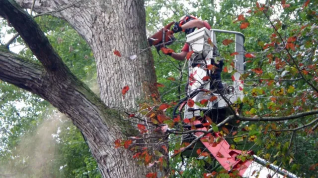 complete tree care 3