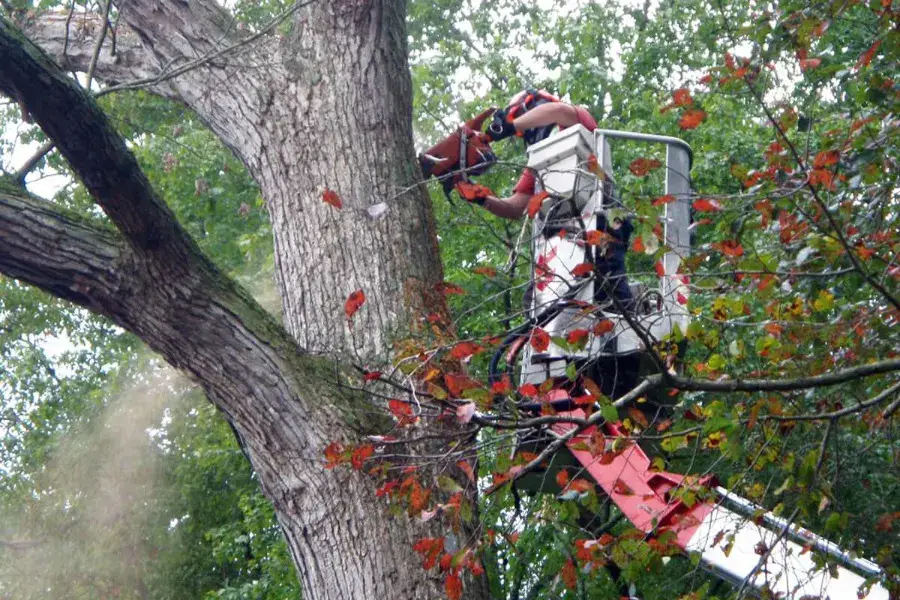 complete tree care 3