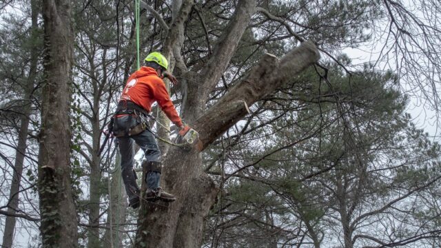 Delmarva Tree Service