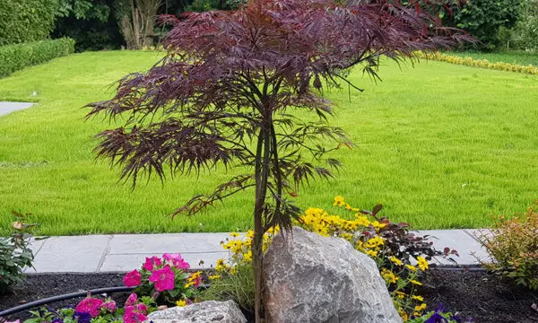 elite tree 3