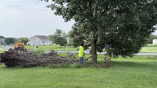 Lawson’s Tree Service & Landscaping LLC