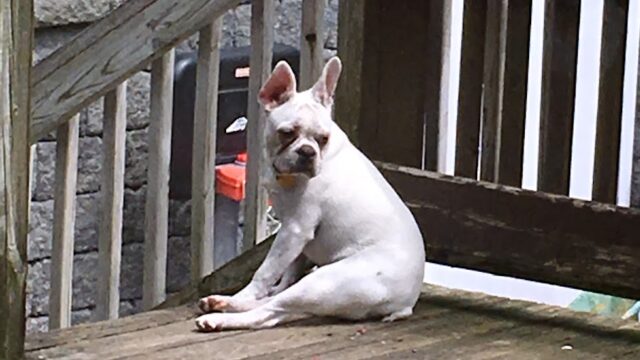 MadiLin’s Pooch Pawlour